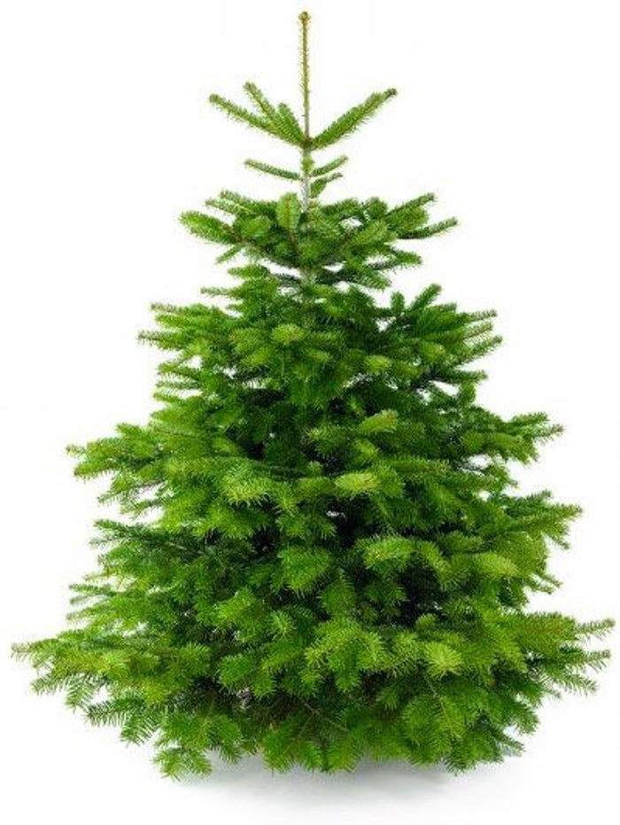 Plant&More - Nordmann Kerstboom 300 cm++ - Zonder Kluit