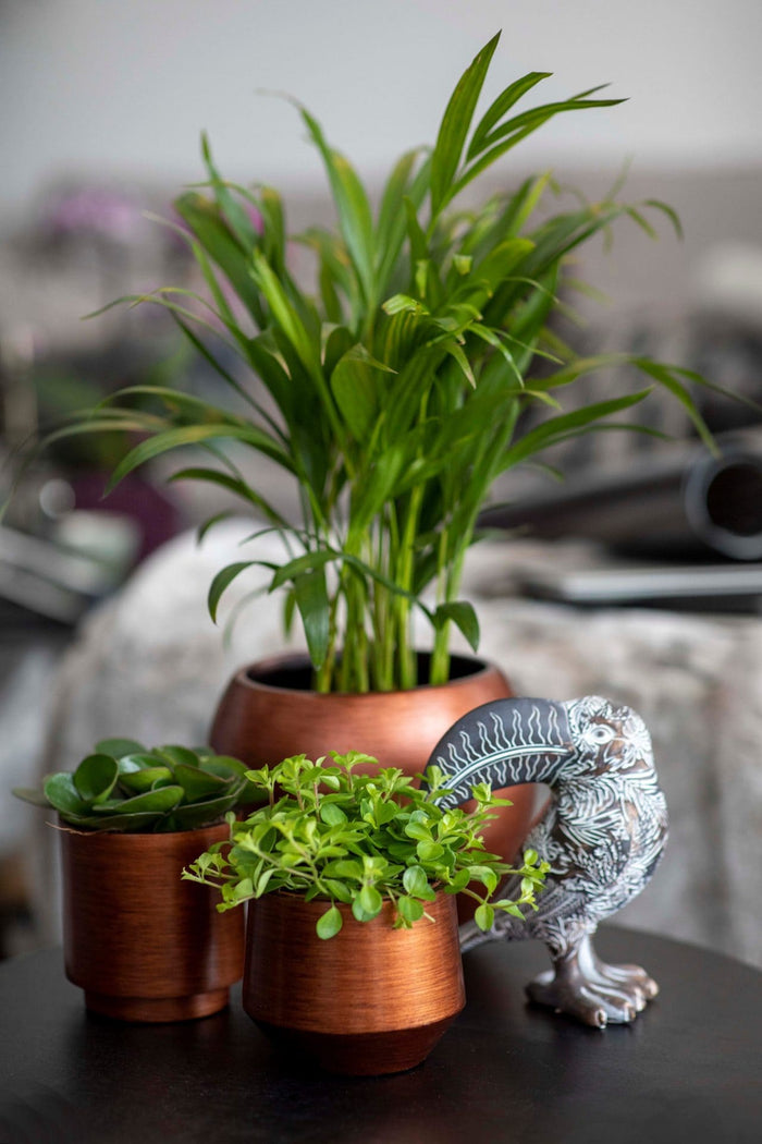 2aaff438-b985-4d33-8ddd-6b48d7c030db-afbeelding6.jpg (7818670)