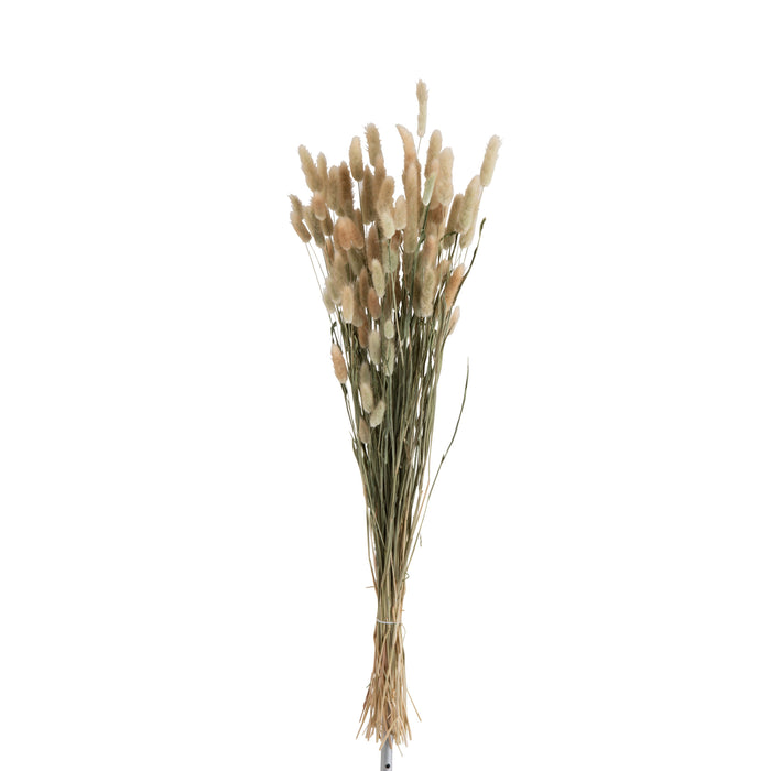 J-Line droogbloemen Hazenstaart - droog bundel pluim - naturel