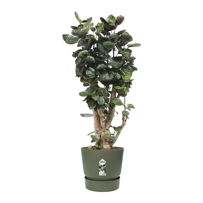 elho Greenville Bloempot 47 cm