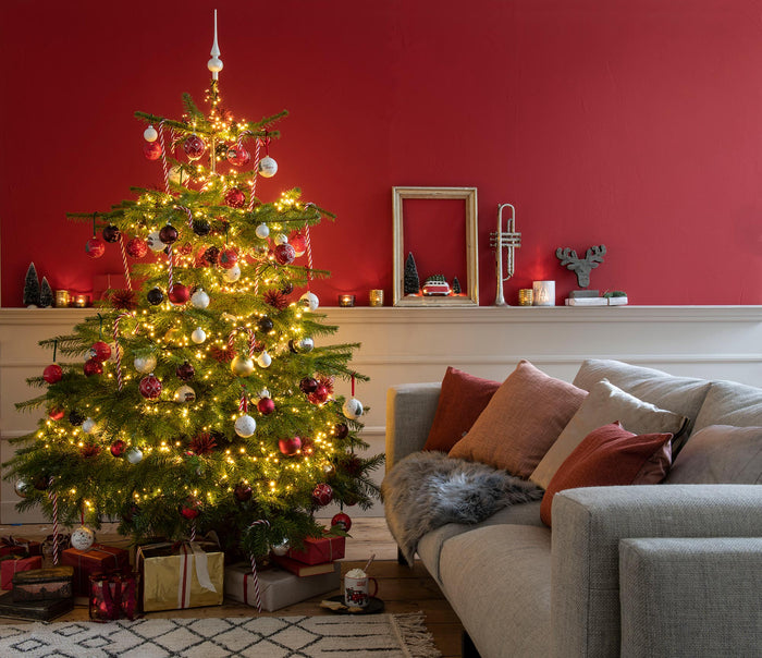 Plant&More - Nordmann Kerstboom 300 cm++ - Zonder Kluit