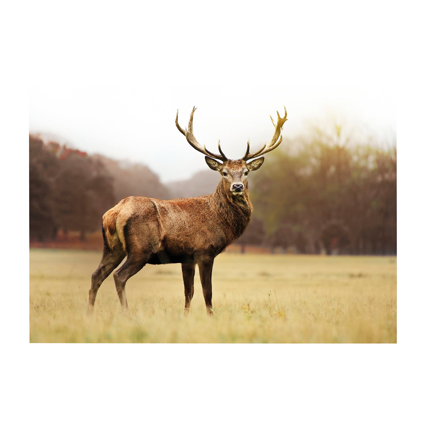 Art for the Home Hert - Buitencanvas - 50x70 cm
