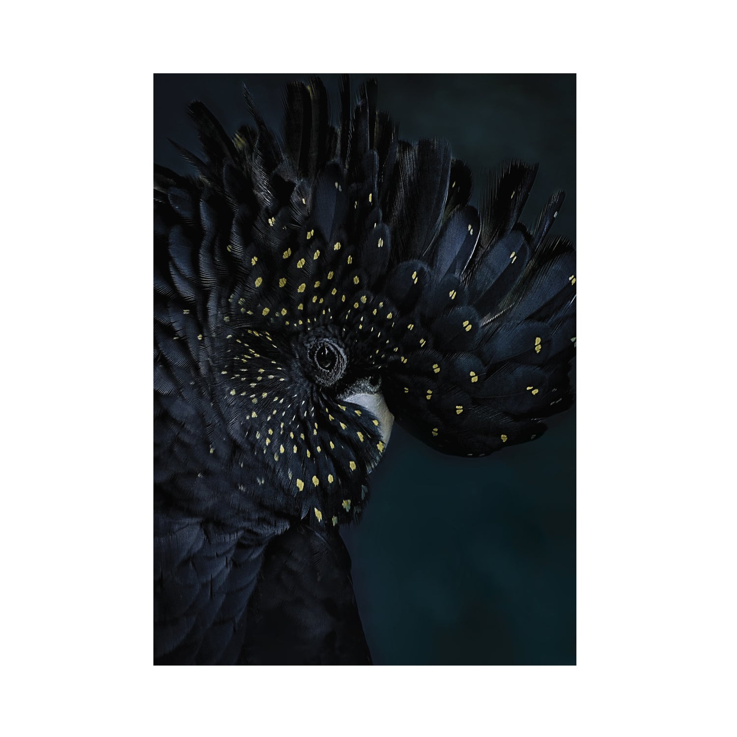 Art for the Home Exotic Bird Fotobehang 280x200 cm