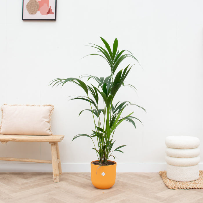 Kentia palm + elho Jazz Round amber yellow Ø26 - 160 cm