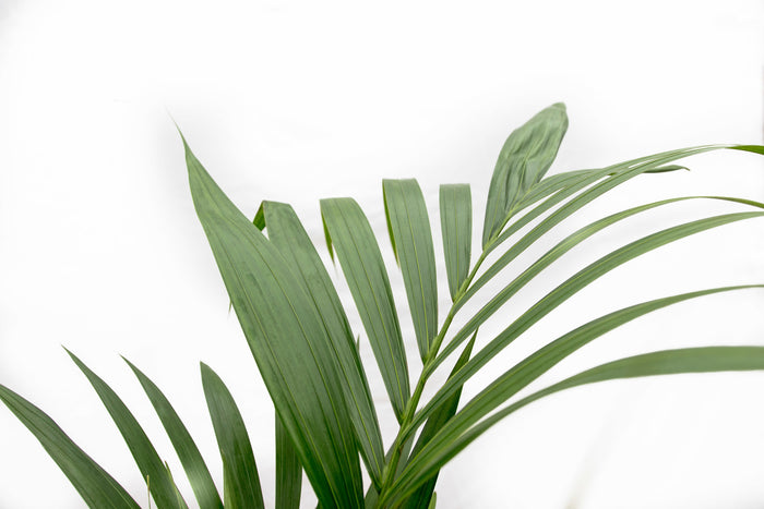 Kentia palm + elho Jazz Round amber yellow Ø26 - 160 cm