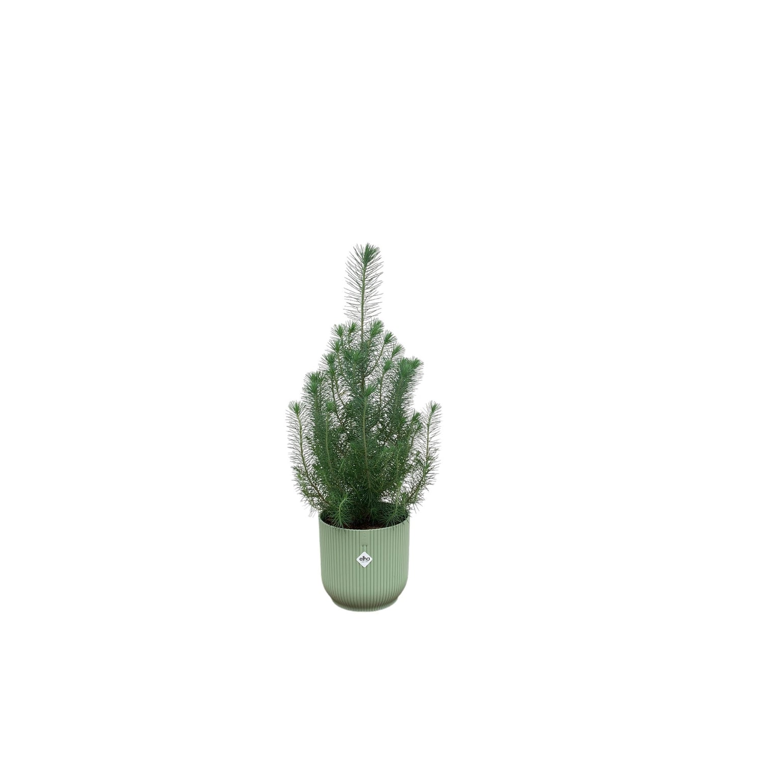 Kerst - Pinus Pinea 'Silver Crest' + elho Vibes Fold groen - 50 cm