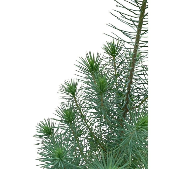 Kerst - Pinus Pinea 'Silver Crest' + elho Vibes Fold groen - 50 cm