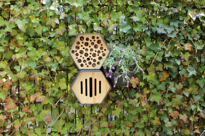 Capi Europe Vlinderhuis Hive  Antraciet