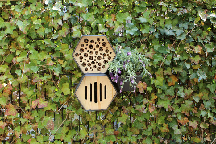 Capi Europe Bijenhotel Hive - 19x23x20 - Antraciet